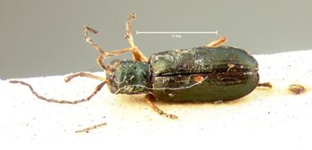 Media type: image; Entomology 18306   Aspect: habitus dorsal view